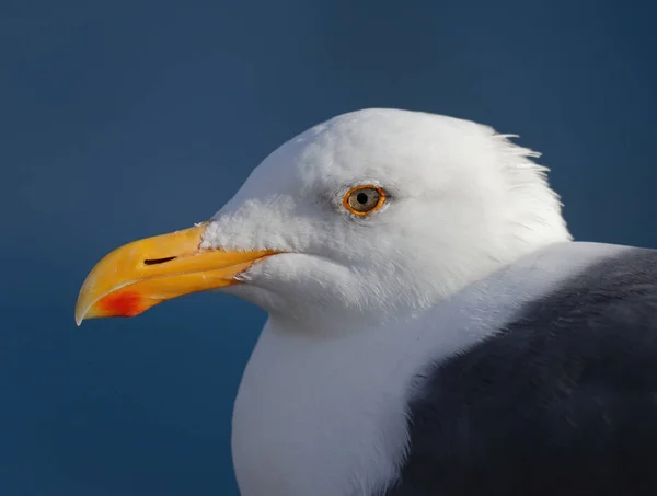 Profile Portrait Cute White Seagull Clear Blue Sky — Stock Photo, Image