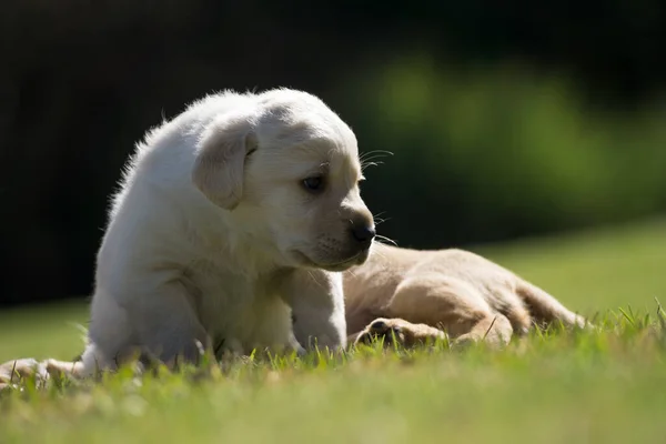 Closeup Shot Labrador Retriever Puppy Green Grass — Stock Photo, Image