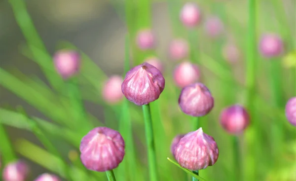 Een Hoge Hoek Shot Van Paarse Bloemknoppen Een Wazige Achtergrond — Stockfoto