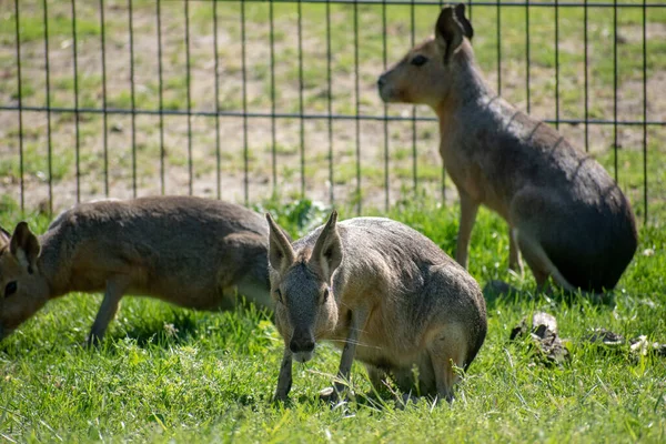 Krásný Záběr Chacoan Maras Dolichotis Salinicola Trávě — Stock fotografie