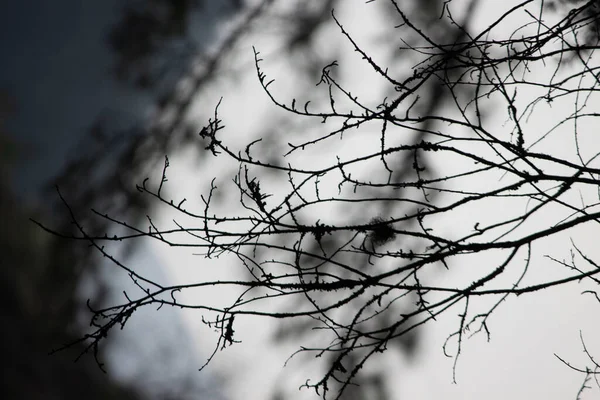 Une Mise Point Sélective Branches Arbres Nus — Photo