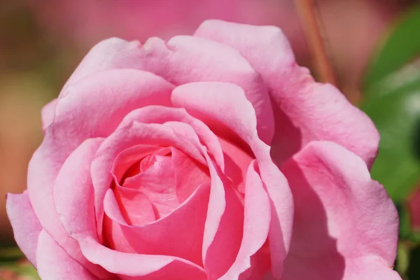 Egy Gyönyörű Rózsaszín Rózsa Közelsége — Stock Fotó