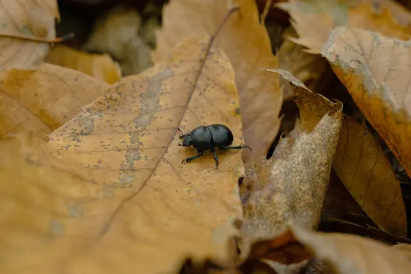 Primo Piano Uno Scarabeo Una Foglia Caduta Autunno Nel Parco — Foto Stock