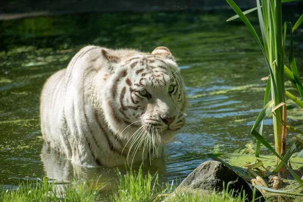 川を渡る孤独な白い虎 — ストック写真