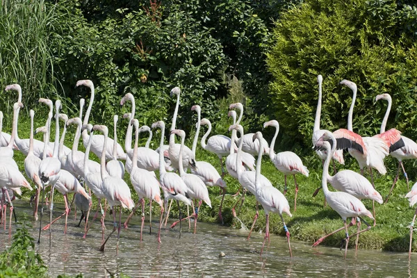 Eine Gruppe Von Flamingos Spaziert Einem Sonnigen Tag Durch Die — Stockfoto