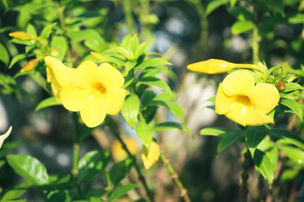 Las Delicadas Flores Amarillas Allamanda Sol — Foto de Stock