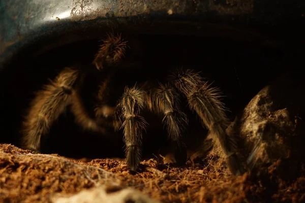 Une Araignée Géante Tarentule Dans Zoo — Photo