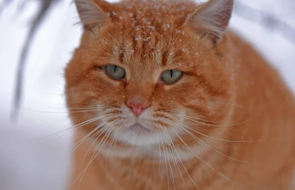 Closeup Shot Ginger Cat Walking Outdoor Winter Day — Stock Photo, Image