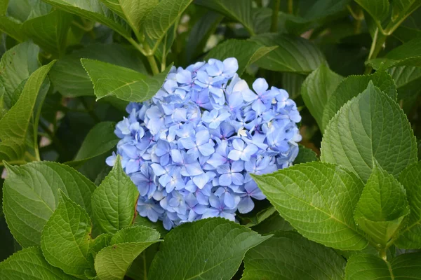 一张盛开的蓝色水仙花的特写照片 — 图库照片