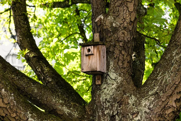 在公园的树上的一个木制鸟舍 — 图库照片