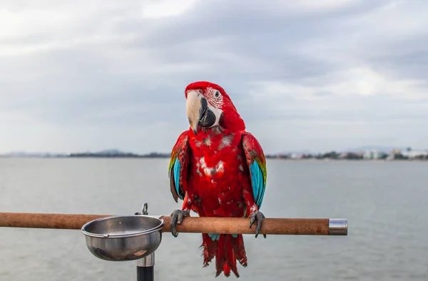Piękna Czerwona Papuga Nad Morzem Tajlandii Azji Południowo Wschodniej — Zdjęcie stockowe
