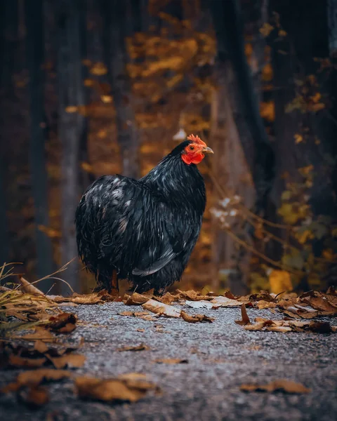 Close Black Fat Hen Red Wattle Standing Forest — Stock Photo, Image