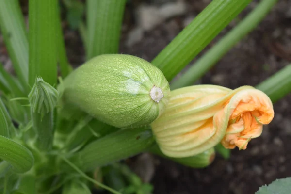 未成熟の植物のショットは その順番が花を与えるのを待っている — ストック写真