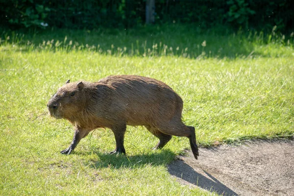 Beautiful Shot Capybara Hydrochoerus Hydrochaeris Walking Lawn Park — Stock Photo, Image
