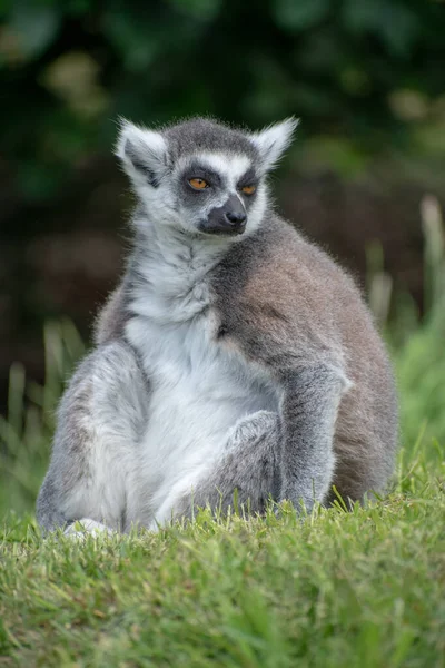 Funny Furry Lemur Sitting Grass — Stock Photo, Image