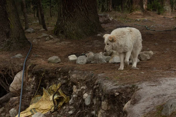 Perro Blanco Las Montañas Himachal Pradesh India —  Fotos de Stock