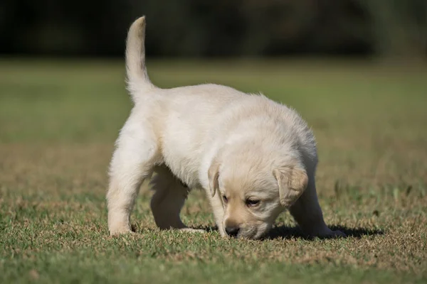 Primer Plano Cachorro Labrador Retriever Caminando Sobre Una Hierba Verde — Foto de Stock
