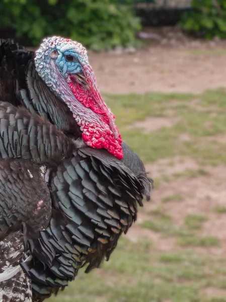 Arka Planda Bulanık Bir Erkek Hindinin Dikey Görüntüsü — Stok fotoğraf