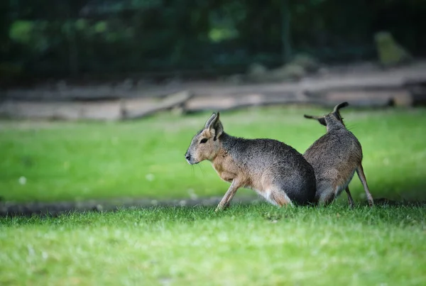 Primer Plano Dos Canguros Bebé Jugando Entre Hierba Naturaleza — Foto de Stock