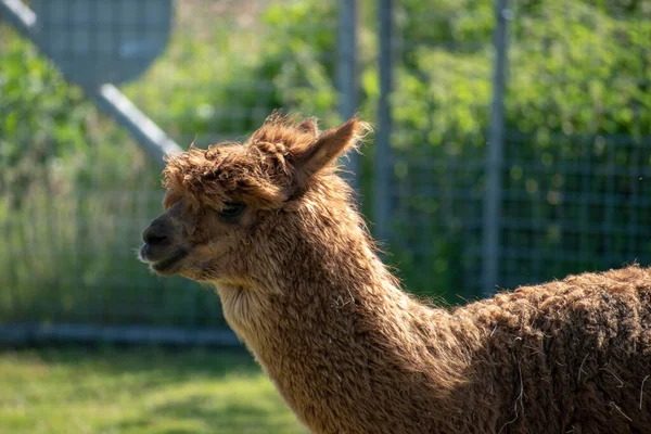 Beau Plan Alpaga Debout Sur Herbe Dans Zoo — Photo