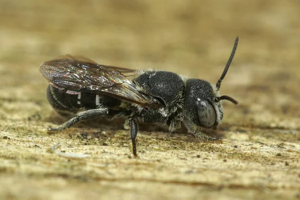 Eine Nahaufnahme Einer Kleinen Harzbiene Heriades Crenulatus Gard Frankreich — Stockfoto