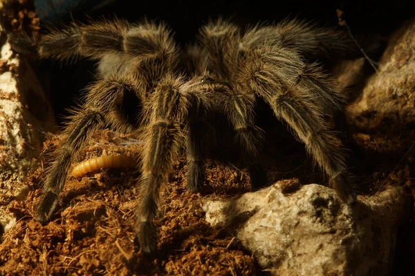 Uma Aranha Gigante Tarântula Zoológico — Fotografia de Stock