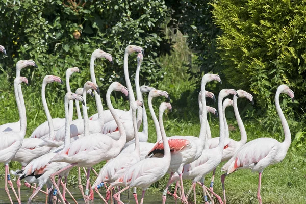 Eine Gruppe Von Flamingos Spaziert Einem Sonnigen Tag Durch Die — Stockfoto