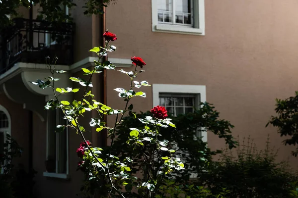 Foco Seletivo Rosas Vermelhas Totalmente Florescidas Jardim Contra Fundo Desfocado — Fotografia de Stock