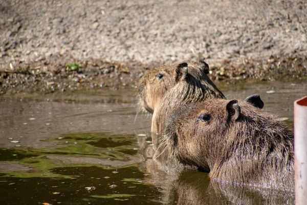 Gros Plan Capybaras Poilus Nageant Dans Étang — Photo