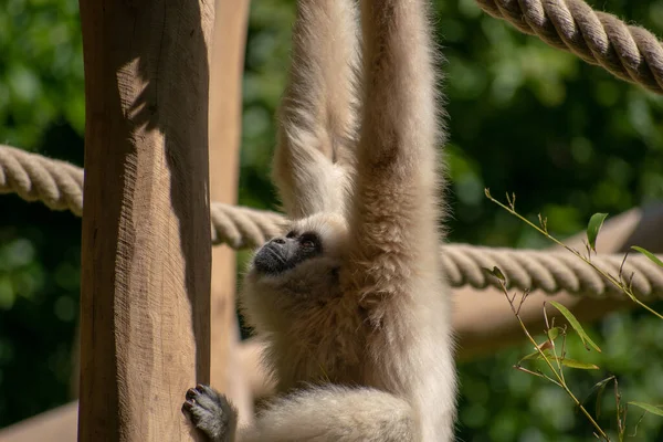 Vit Hand Gibbon Hänger Repen Zoo Träden — Stockfoto