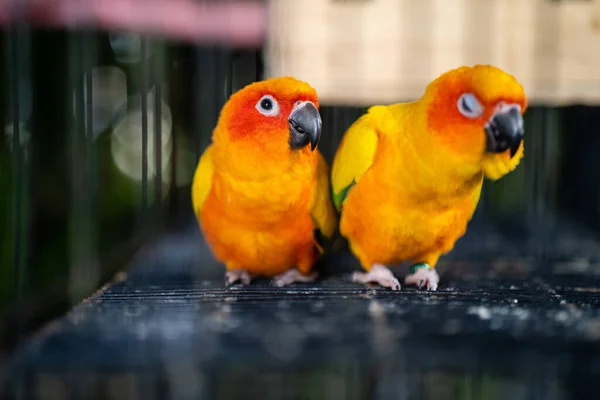 Piękne Jasne Słońce Conure Papugi Klatce — Zdjęcie stockowe