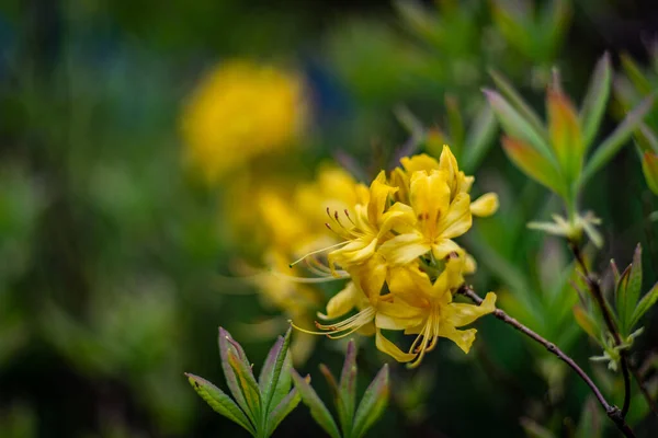 Eine Selektive Fokusaufnahme Schöner Rhododendron Luteum Blüten — Stockfoto