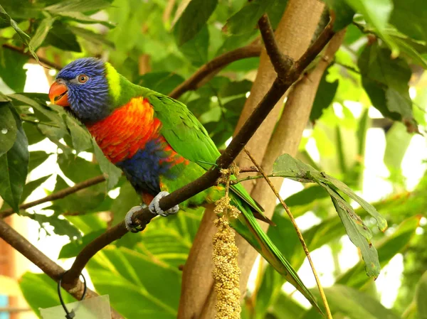 Perroquet Coloré Curieusement Recherche Arbre Entouré Feuilles — Photo