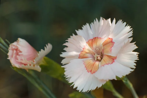 Крупним Планом Красиві Багаторічні Квіти Діантусів Ростуть Саду — стокове фото
