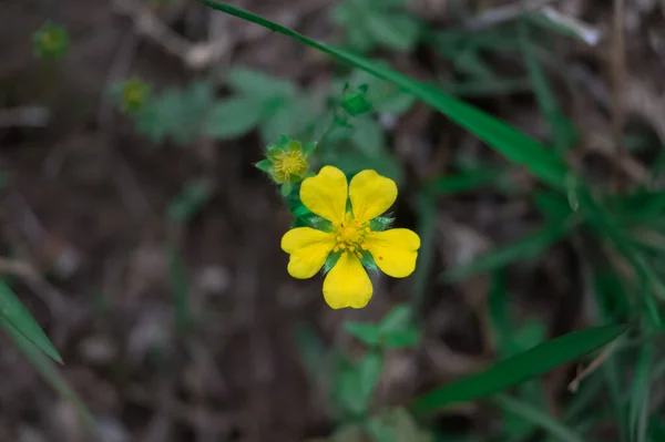 Bellissimo Cinquefoil Giallo Sfondo Sfocato — Foto Stock