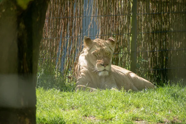 Lioness National Nature Park Lying Grass — Φωτογραφία Αρχείου