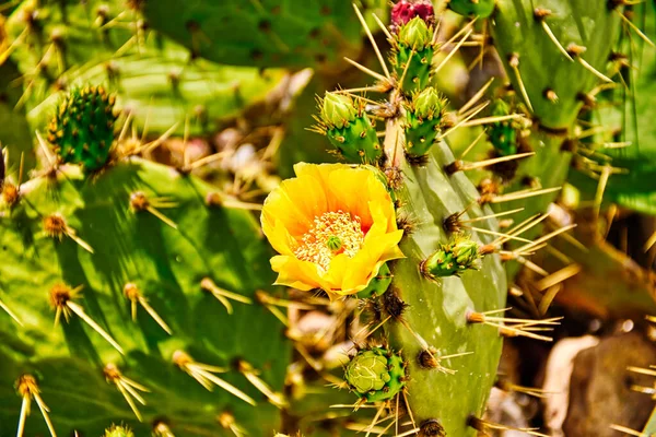 Gros Plan Une Fleur Cactus Jaune — Photo