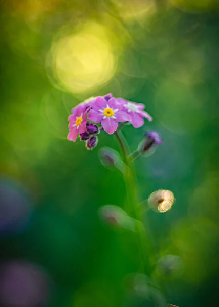 Shallow Focus Purple Primula Green Blurred Background — Stock Photo, Image