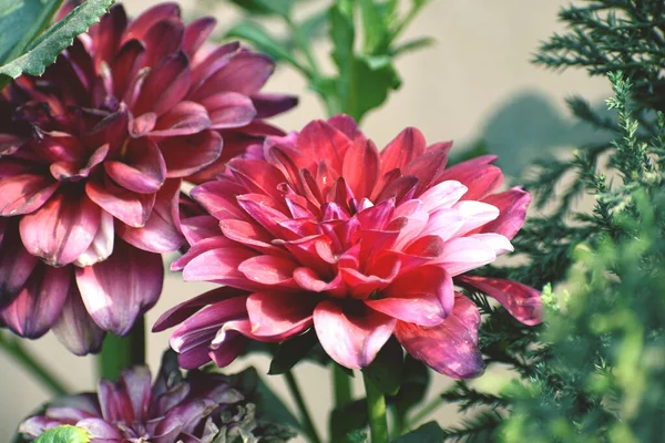 Kırmızı Dahlia Çiçeklerinin Yakın Plan Fotoğrafı Bulanık Bir Arkaplanda — Stok fotoğraf