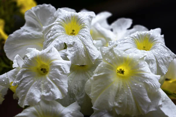 暗い背景を背景に水滴の美しいカラバッシュの花の束 — ストック写真