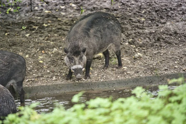 Gros Plan Cochon Verruqueux Visayen Debout Sur Sol Devant Une — Photo