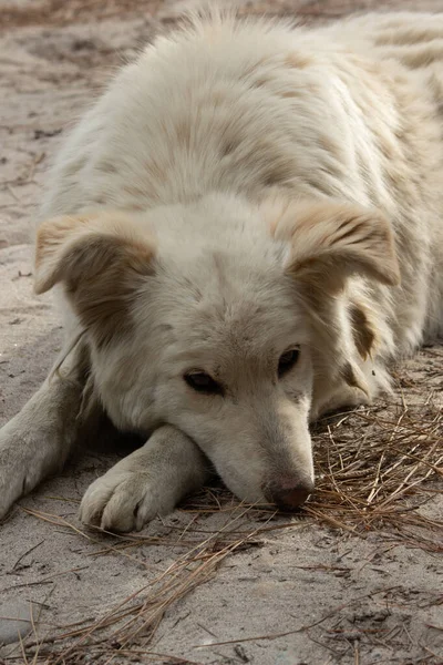 Cão Branco Nas Montanhas Himachal Pradesh Índia — Fotografia de Stock