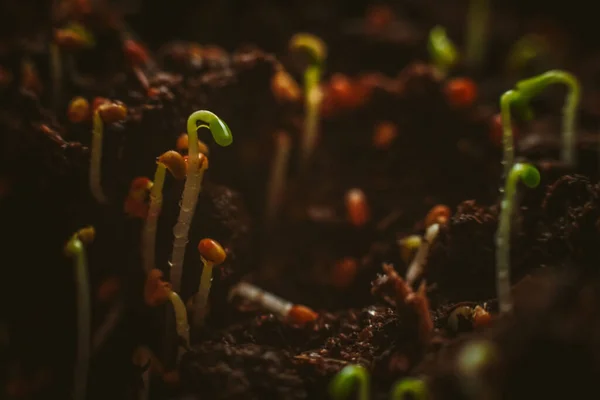 Les Germes Graines Plantes Poussant Dans Sol Humide — Photo