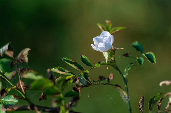 Egy Szép Fehér Virágot — Stock Fotó