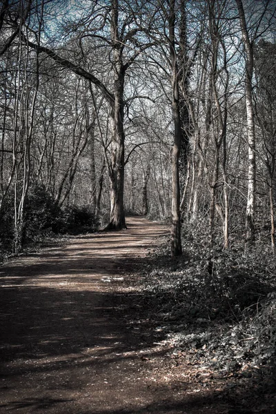 Sentiero Boscoso Attraverso Parco Campagna Desaturi — Foto Stock