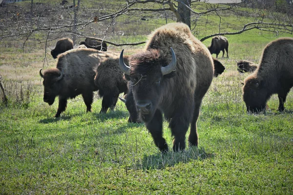 Closeup Herd Bison Grazing Field — Stock Photo, Image
