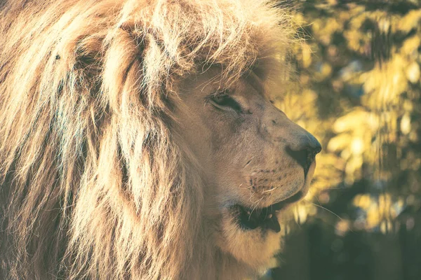 Een Majestueuze Harige Leeuw Kijkt Opzij Achtergrond Van Bomen — Stockfoto