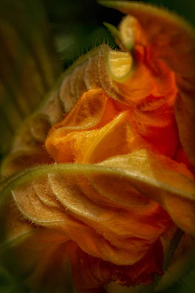 黄色のカボチャの花の花びらの縫い目と髪の垂直マクロショット — ストック写真