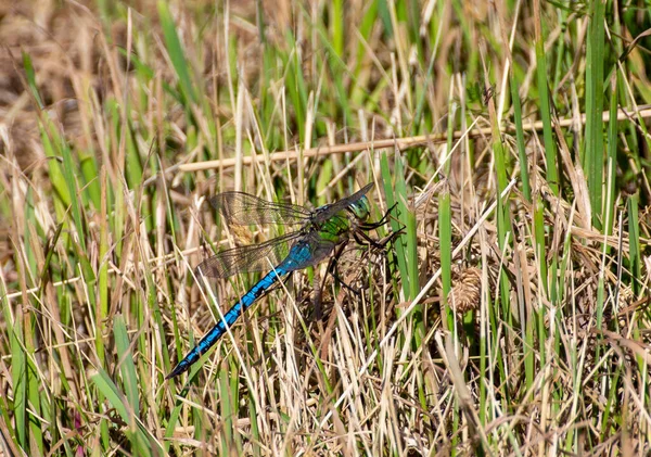 Een Close Shot Van Een Libelle Tussen Het Gras — Stockfoto