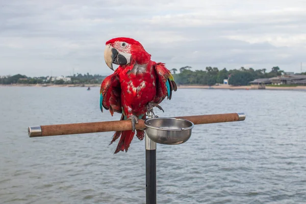 Tayland Güneydoğu Asya Denizinde Güzel Kırmızı Renkli Bir Papağan — Stok fotoğraf